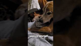 The Most Powerful Life Lesson From A Sleepy Dog!