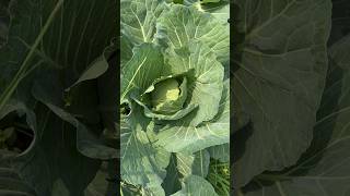 আমার বাঁধাকপি ক্ষেত #vegetables #agriculture #villagelife