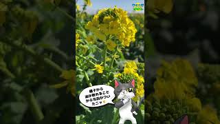 春の野菜【野花クイズ】この花知ってるかニャ❓82 #ショート　#short #shorts