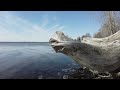 4k spring stroll by the ottawa river random nature shots with relaxing asmr sounds