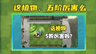 新植物测试报告 弹簧草公主 海盗恐龙无尽神器？【黑猫Lolita警长】