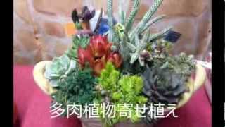 多肉植物寄せ植え　静岡マスダグリーン