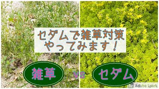 【多肉植物】セダムで雑草対策やってみます！雑草とセダム、どっちか強いかな？