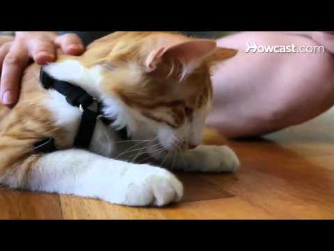 How to Teach a Cat to Walk on a Leash How to Teach a Cat to Walk on a Leash