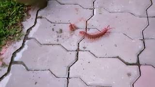 ★ Cut a huge Centipede into two pieces★Myanmar Ngwesaung trip