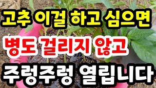 고추심기전 이걸 하면 수확량 2배 탄저병 없이 서리오기전까지 고추 끝도없이 수확 #고추모종심는법#고추심는시기#고추심는간격#고추심기전준비#고추재배신기술#고추재배다수확#친환경고추재배