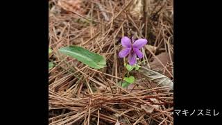 福島県南相馬市、4月