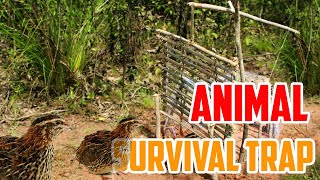 EP6 Creative DIY trap tip for  survival in the forest #trap #animaltrap #survival #animals #diy