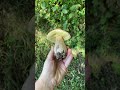 boletus edulis fungi jesenji vrganj porcini foraging mushroom jelena nature forest