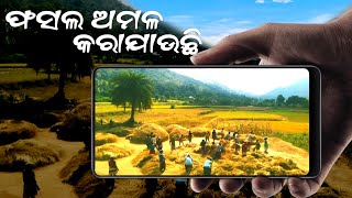 ଫସଲ ଅମଳ SEASON || ଚାଷୀ ମୁହଁରେ ହସ  HARVESTING  #bcuttackboyvlogs #harvesting