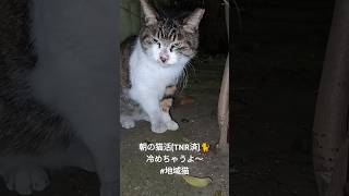 朝の猫活(TNR済)🐈 冷めちゃうよ〜 #地域猫