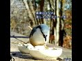 【完全にナメてる笑】ゴジュウカラ、威嚇するカワラヒワの目の前で種の中身を食べる！笑（2022 11 03