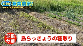 【島らっきょう栽培】今年植えるように球根を増産してみた！らっきょ 農業初心者が有機農業にチャレンジ野菜栽培副業【2022.9.14】