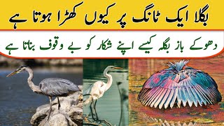 Bagala bird,bagula birds , Heron birds ,Interesting facts about heron, 4k birds video