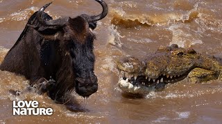 Monstrous Crocodile Hunts Wildebeest Calf in Vicious Scene | Creative Killers 102