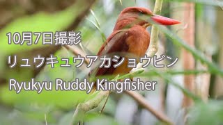 【10月7日撮影】リュウキュウアカショウビン Ryukyu Ruddy Kingfisher