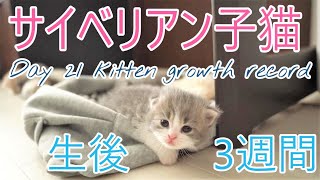 【子猫のかわいい成長記録】生後3週間！猫用抱っこ紐でお昼寝【猫サイベリアン多頭飼い】