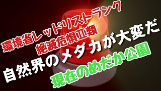 絶滅危惧種の野生メダカ水中映像(動画)めだか公園で酒匂川水系の黒メダカ（在来）を見に散歩してきた