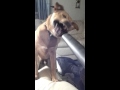 Dog vs leaf blower