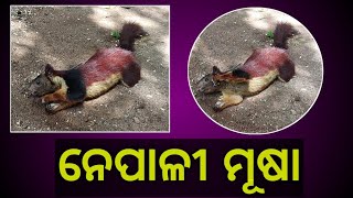 ନେପାଳୀ ମୂଷା || In Khairpanga