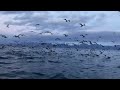 Big baitball, alot of orca’s, seagulls and humpback. 22 oct ‘24