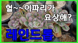 다육이 종류 다육식물 키우기 이름이 레인드롭