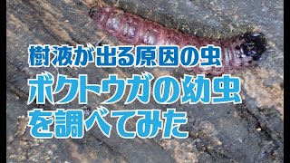 ボクトウガの幼虫を調べてみた