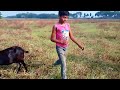 two boys forcefully hold a goat in the field and suck milk from the goat s udder.