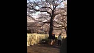 Thin Thin Naing ❶ sakura season walking talking