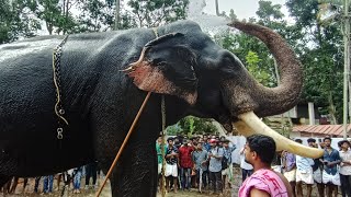 പാമ്പാടി രാജൻ 2019 തുറവൂർ ദീപാവലി  മഹോത്സവത്തിന്