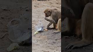 Monkey Feed | #monkey #cat #dog #shortsfeed #youtubeshorts #whatsappstatus #viral #trending