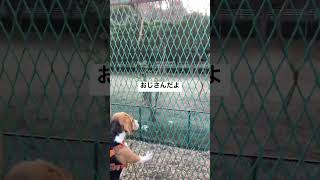 遠くに友達を見つけたと思っているビーグル犬 #beagle #ビーグル #いぬ