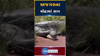 Viral Video: અજગરના મોઢામાંથી સાપ નીકળ્યો, વાયરલ વીડિયોએ યૂઝર્સને અચંબિત કર્યા... #Shorts