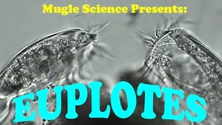 Euplotes: A Protozoan off to War! : Microscopic World: Presented by Mugle Science.