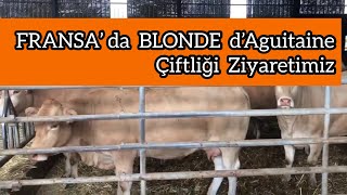 FRANSA'da ETÇİ IRK BLONDE ÇİFTLİĞİ ZİYARETİNDEYİM