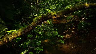 森戸川源流/The headwater of the morito river