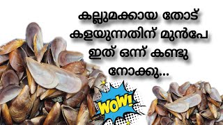 കല്ലുമക്കായ തോടിന്റെ ലുക്ക്‌ ഒന്ന് മാറ്റിയായിരുന്നു 😄കണ്ടു നോക്കു 😍|mussel shell craft idea|#mussel