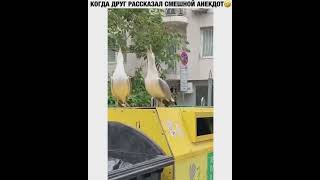 Когда друг рассказал смешной анекдот🤣