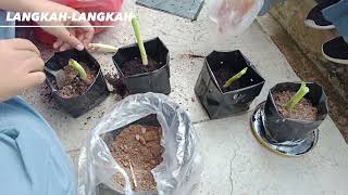 Budidaya Tanaman Daun Bawang Kelompok 1(pkwu)