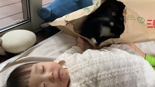 米袋を取り合う猫　ノルウェージャンフォレストキャット　ラガマフィンCats fighting for rice bags. Norwegian Forest Cat. Ragamuffin.