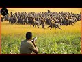 How Do American Farmers And Hunters Deal With Millions Of Wild Boars And Baboons & Monkey