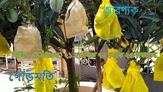 গৌড়মতি আম Gourmoti Mango