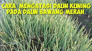 Cara mengatasi daun kuning pada tanaman bawang merah