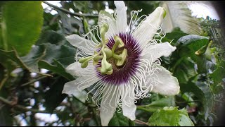 Passiflora Edulis f. \