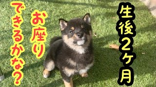 【豆柴】生後2ヶ月の子犬、お座りできるかな？【柴犬】【子犬】【しつけ】