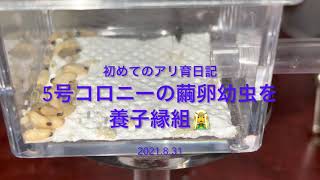 5号女王アリの繭、幼虫、卵を養女として7号女王アリコロニーへ！初めてのアリ育日記2021.9.1