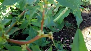 Plant ID Spiny pigweed Amaranthus spinosus