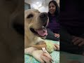 Insta live session of Joey... #pawsomelove #instalive #labrador #joeythepawsome