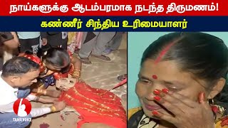 நாய்களுக்கு ஆடம்பரமாக நடந்த திருமணம்! கண்ணீர் சிந்திய உரிமையாளர்- Tamil Voice