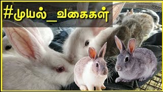 🐰🐰முயல் வகைகள் மற்றும் விலைகள் \